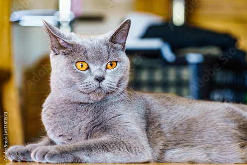 Gray british cat at home