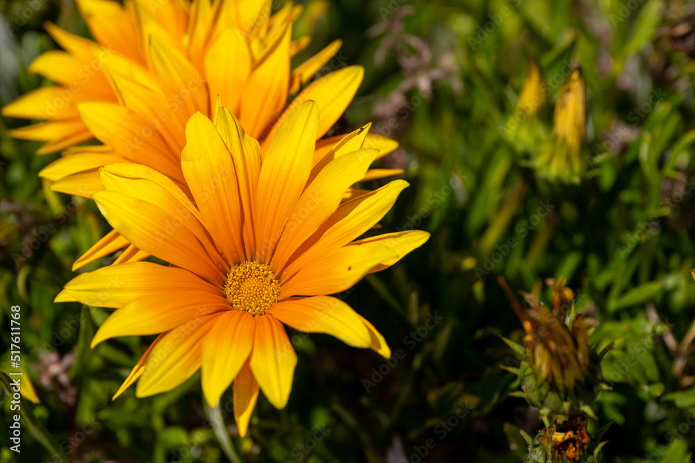 Yellow and orange Gazania flowers in full bloom. Also known as African daisies, or treasure flower. Yellow and orange Gazania flowers in full bloom. Also known as African daisies, or treasure flower.