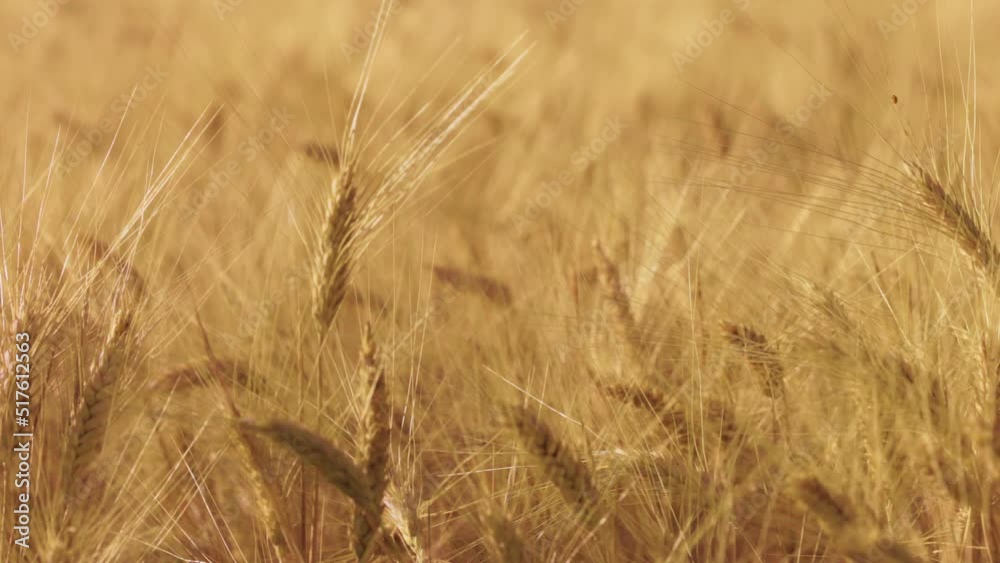 Wheat in the rays of dawn. Ears of wheat ripen in the field. Ripe wheat field, agricultural background. Ecological clean food, food safety. Close-up shot. 4K slow motion 120 fps video Wheat in the rays of dawn. Ears of wheat ripen in the field. Ripe wheat field, agricultural background. Ecological clean food, food safety. Close-up shot. 4K slow motion 120 fps video