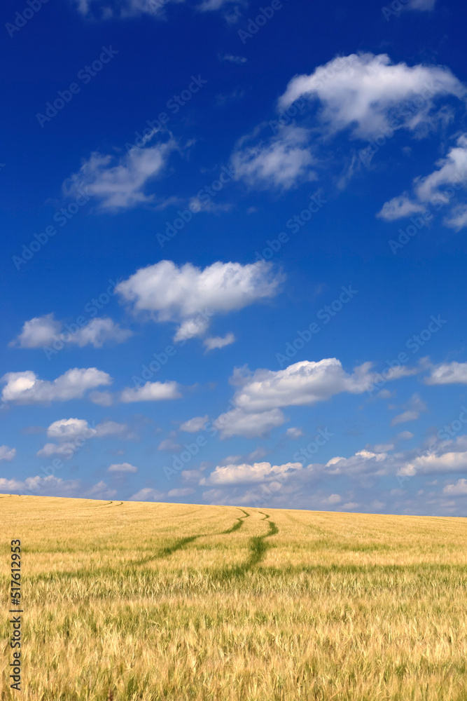 Clouds over tire tracks stretching through vast field in summer Clouds over tire tracks stretching through vast field in summer