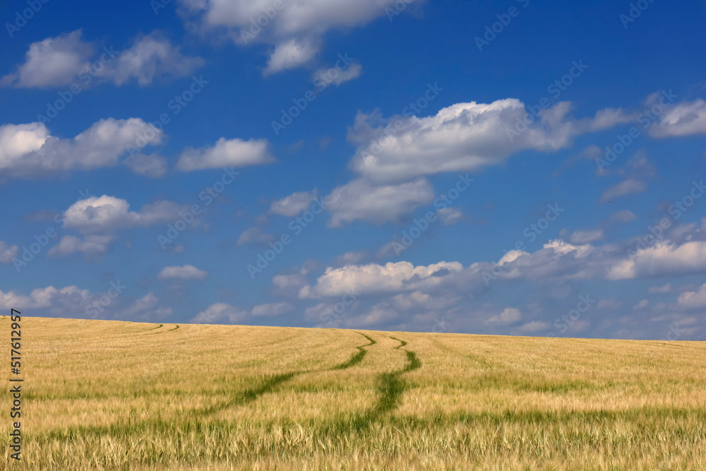Clouds over tire tracks stretching through vast field in summer Clouds over tire tracks stretching through vast field in summer