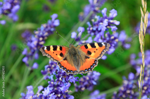Orange colored butterfly perching on blooming lavender photo
