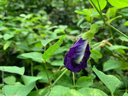 a butterfly pea on leaves background