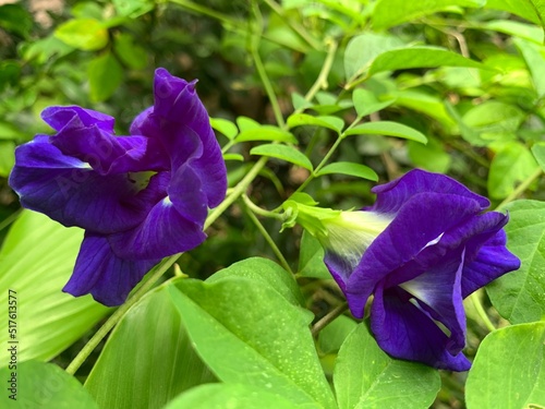 butterfly pea flower on leaves background photo