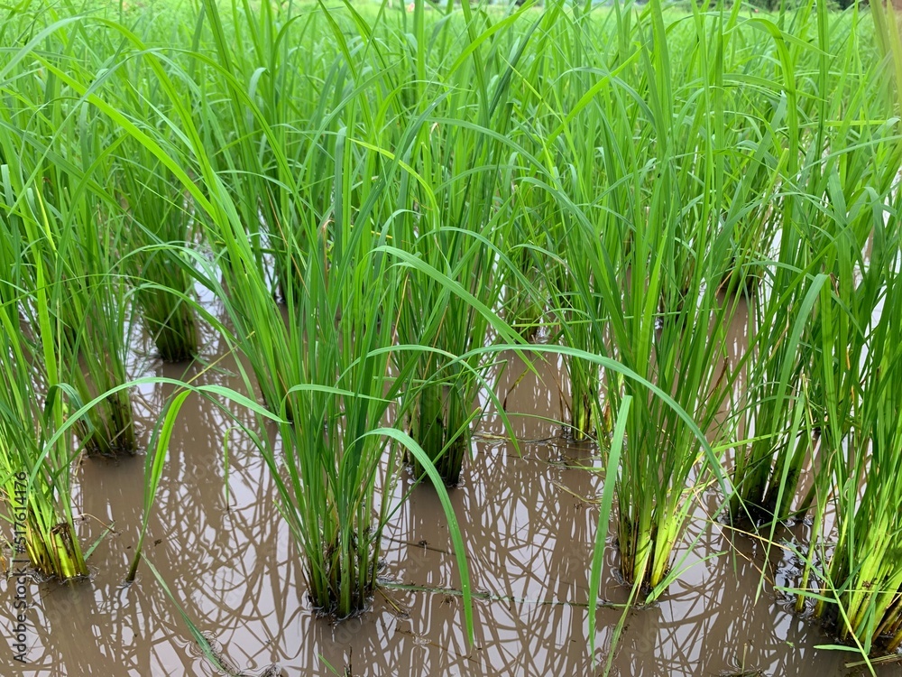 Obraz premium rice field in background