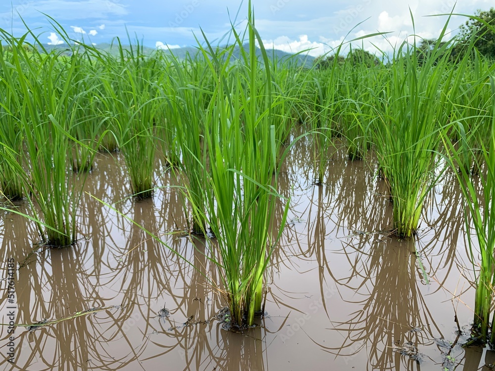 Obraz premium collection of organic rice field plant in farm background