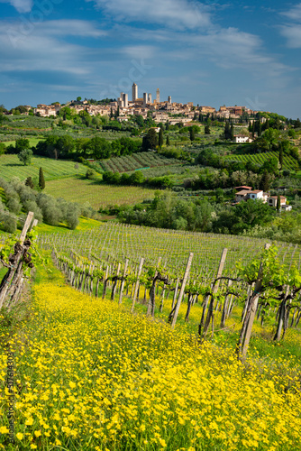 Italy, Tuscany, San Gimignano,Vineyard stretching along yellow meadow in summer