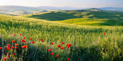 Italy, Tuscany, Pienza, Panoramic view of green hills of Val DOrcia in spring with poppies blooming in foreground photo