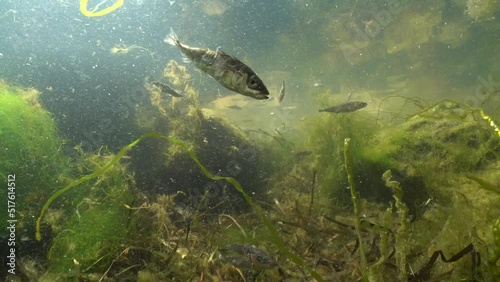 Female three-spined stickleback (Gasterosteus aculeatus) swims near the shore in the Baltic Sea.