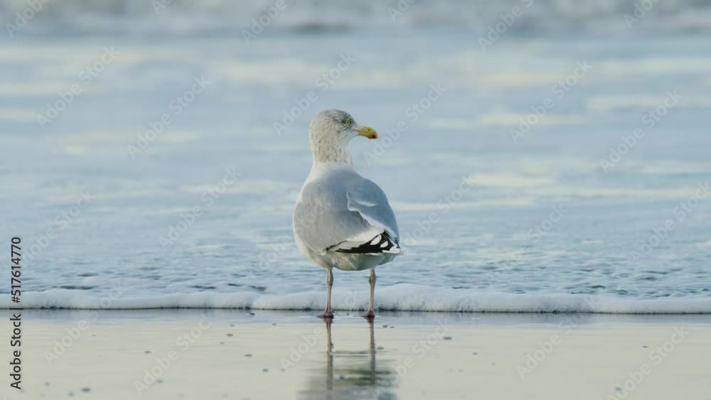 Grey seagull in sunlight glow flying from foam tide wave in slow motion Grey seagull in sunlight glow flying from foam tide wave in slow motion
