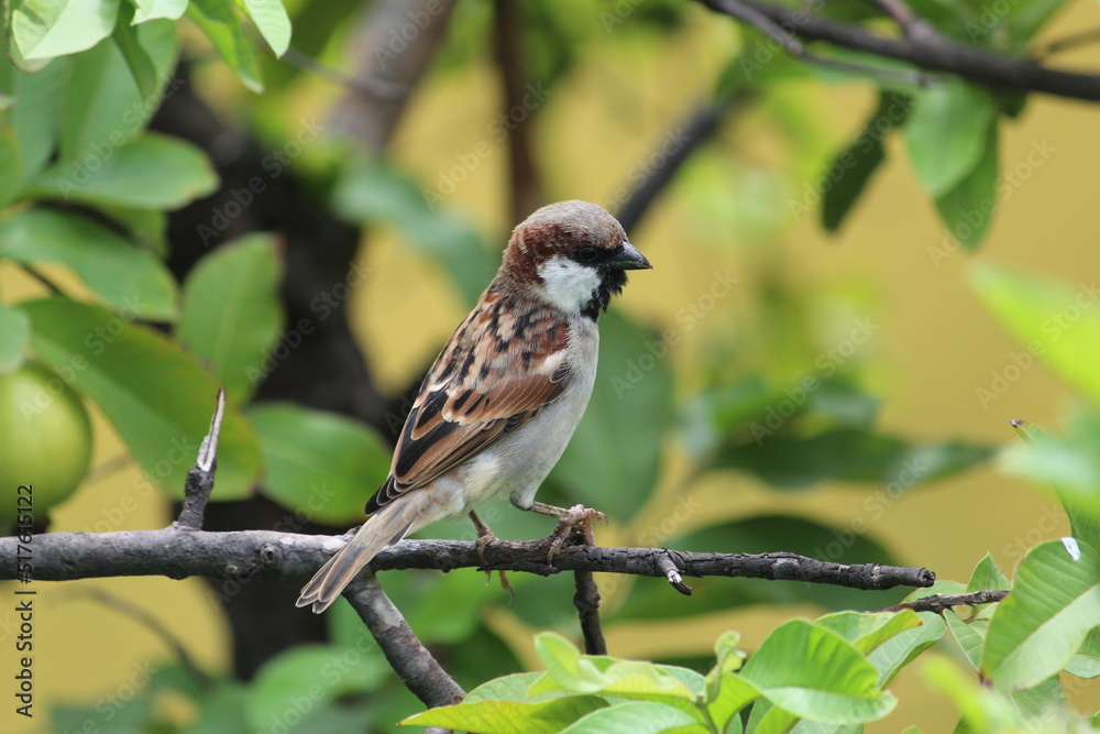 little cute male house sparrow on green guava tree little cute male house sparrow on green guava tree