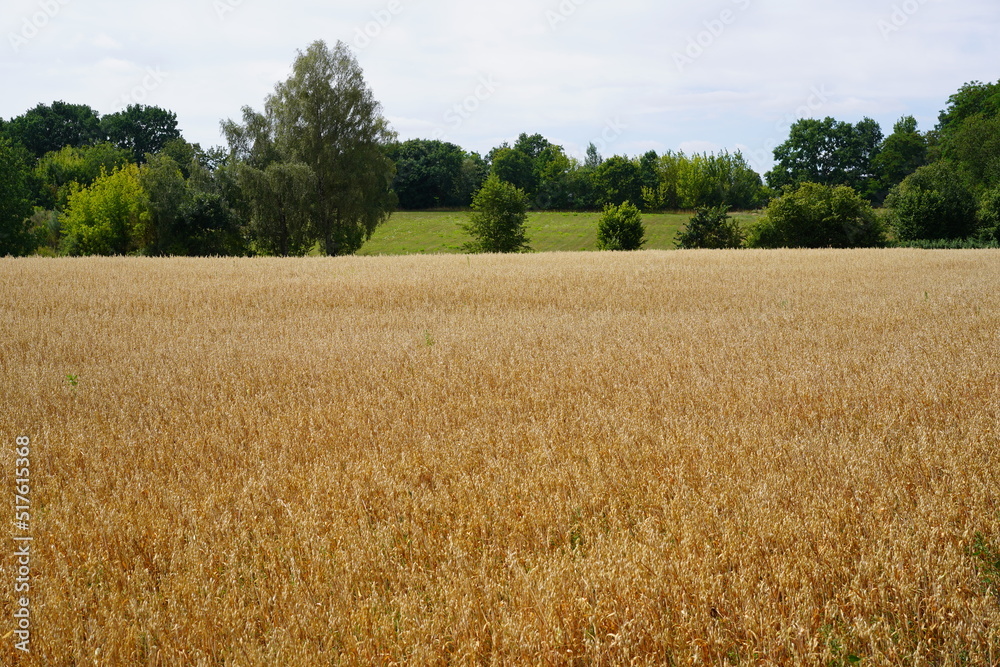 Gelbes Getreidefeld im Sommer vor grünen Bäumen und Wiese bei Sonnenschein in Brandenburg
