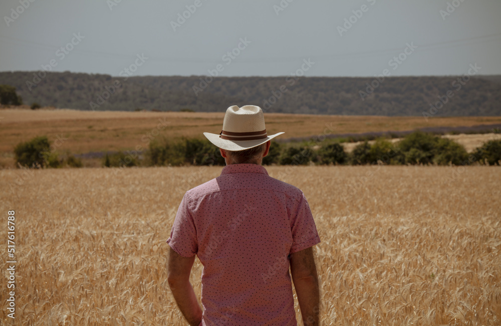 Rear view of adult man in cowboy hat in wheat field