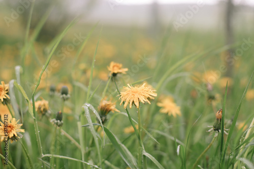 Yellow bright flowers dandelions on background of green meadows. Spring and summer background © paralisart