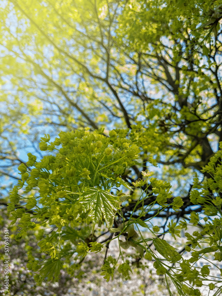 Fototapeta premium Young spring maple foliage on a branch against a blue sky background.