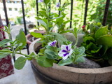 Blooming petunia in a ceramic flower pot on the balcony on a sunny day. White and purple flowers for decorating the terrace.