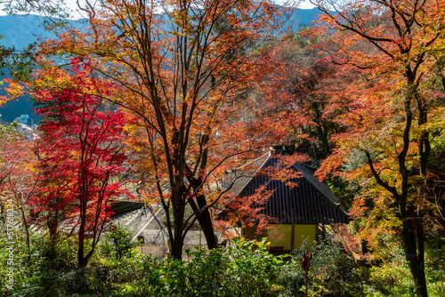 秋の奈良県・長谷寺で見た、