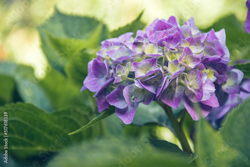 Beautiful hydrangea in the garden. Closeup of a hydrangea. Photo of nature. Flowers.