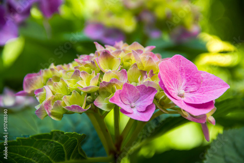 Beautiful hydrangea in the garden. Closeup of a hydrangea. Photo of nature. Flowers.