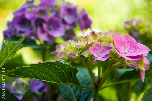 Beautiful hydrangea in the garden. Closeup of a hydrangea. Photo of nature. Flowers.