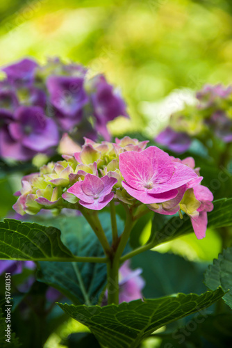 Beautiful hydrangea in the garden. Closeup of a hydrangea. Photo of nature. Flowers.