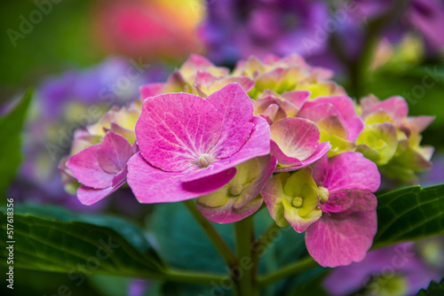 Beautiful hydrangea in the garden. Closeup of a hydrangea. Photo of nature. Flowers.