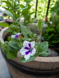 Blooming surfinia in a ceramic flower pot on the balcony on a sunny day. White and purple flowers for decorating the terrace.