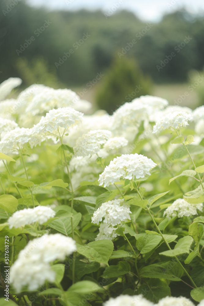 Selective focus on beautiful bush of blooming white Hydrangea or Hortensia flowers in summer. Natural background. Selective focus on beautiful bush of blooming white Hydrangea or Hortensia flowers in summer. Natural background.