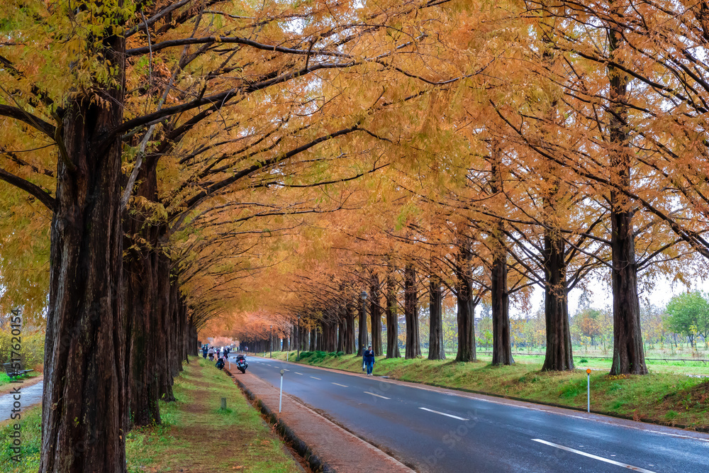 秋の滋賀県高島市で見た、オレンジに色付くメタセコイア並木の紅葉
