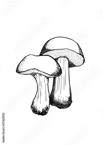edible mushrooms