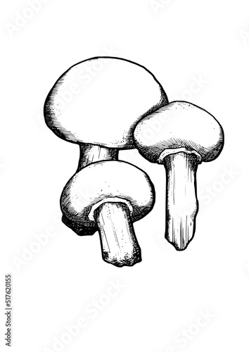 edible mushrooms