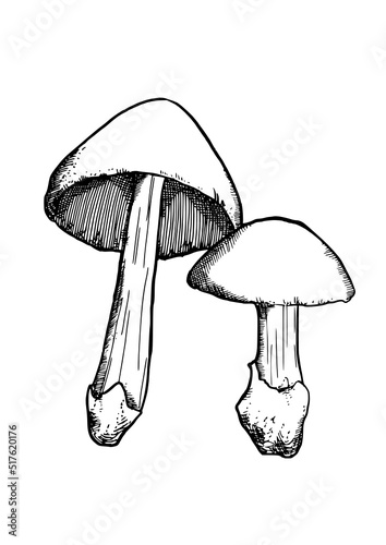 edible mushrooms