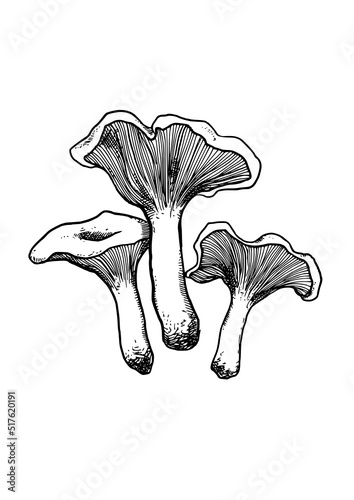 edible mushrooms