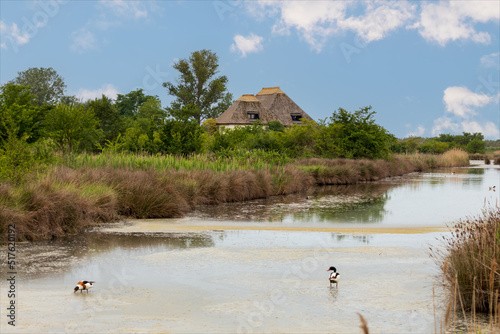 Una tipologia di capanna,caratteristica del Friuli, immersa nella verde vegetazione spontanea. Laguna del mare di Marano. Fotografia in primavera con due anatre volpoca nel paesaggio.
