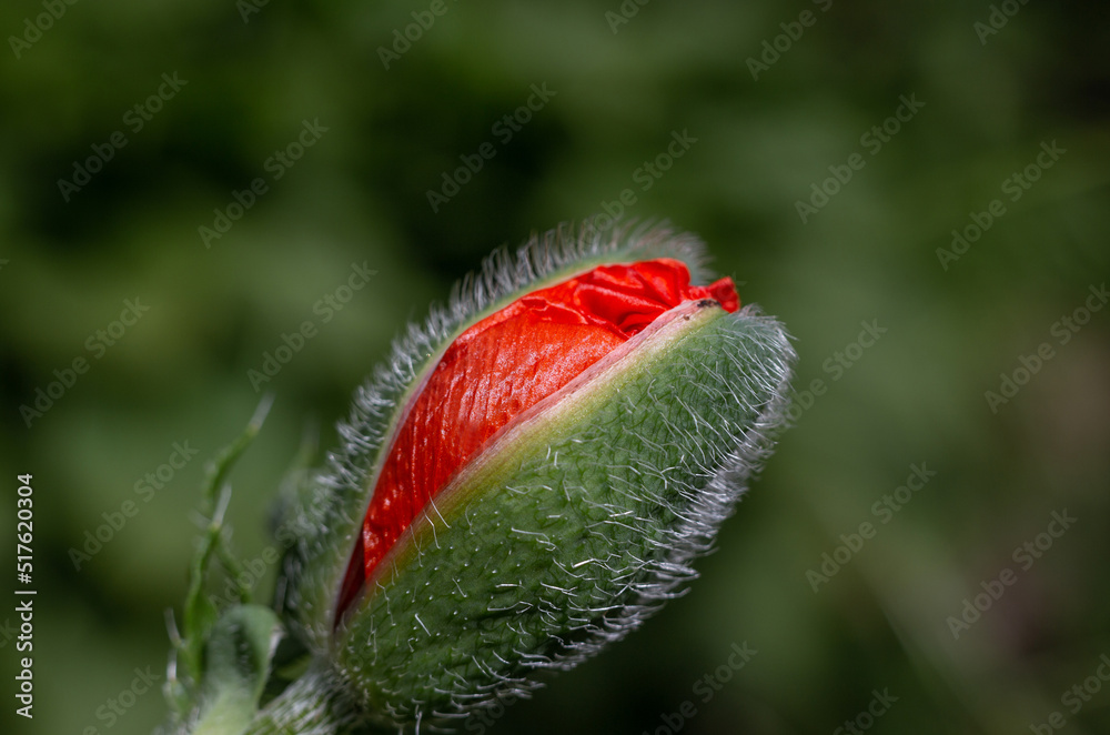 Obraz premium macro photography. isolated flower. flower close-up. beautiful desktop wallpapers. background with a large flower. floral wallpaper. red poppy bud, macro
