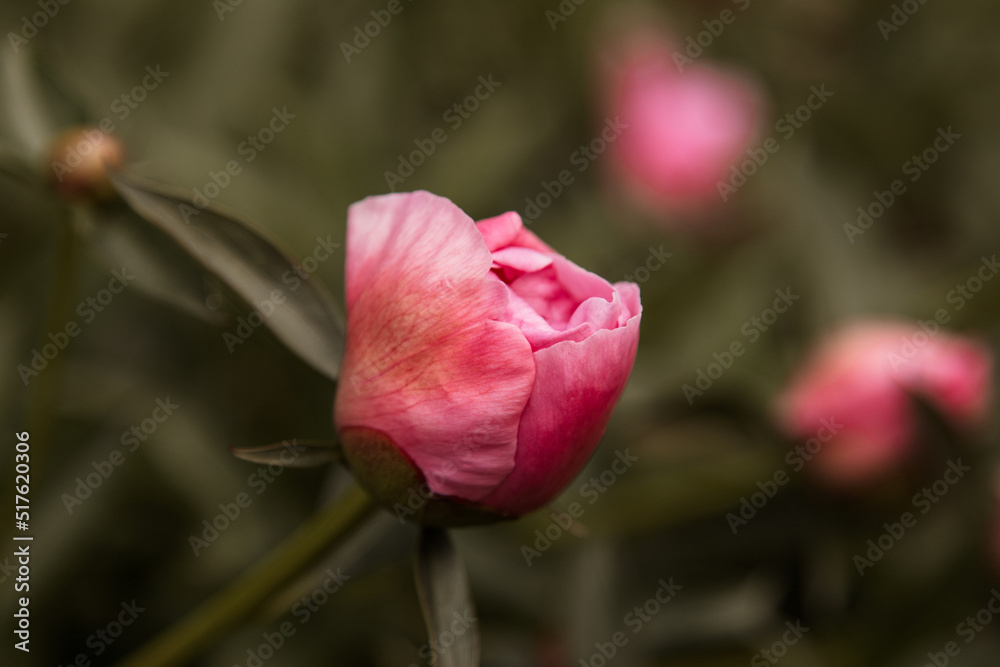 macro photography. isolated flower. flower close-up. beautiful desktop wallpapers. background with a large flower. floral wallpaper. a bud of delicate peach-colored peony. muted tones. retro style macro photography. isolated flower. flower close-up. beautiful desktop wallpapers. background with a large flower. floral wallpaper. a bud of delicate peach-colored peony. muted tones. retro style
