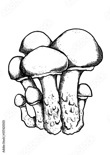 edible mushrooms