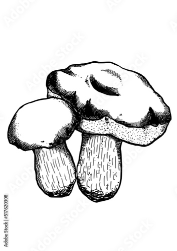 edible mushrooms