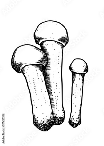 edible mushrooms