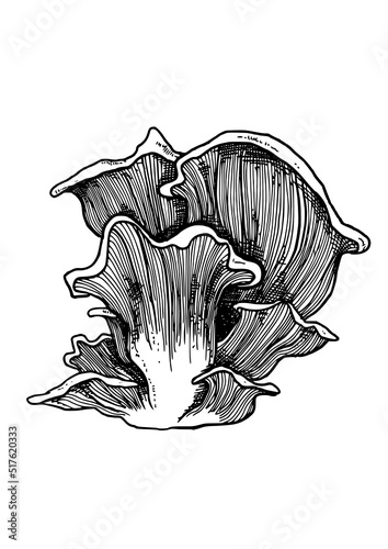 edible mushrooms