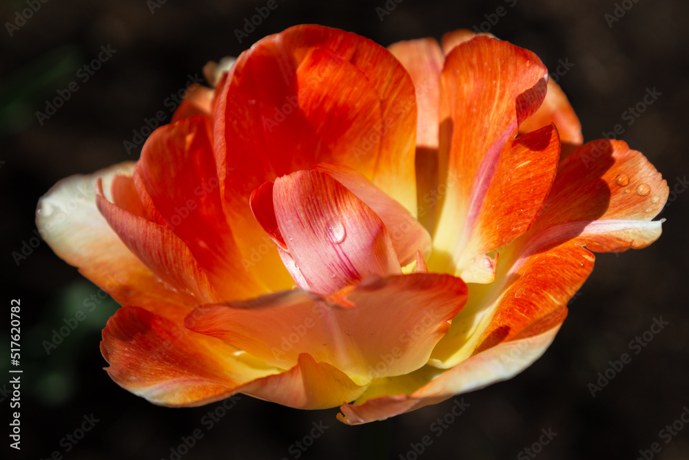 macro photography. isolated flower. flower close-up. beautiful desktop wallpapers. background with a large flower. floral wallpaper. large bright orange tulip