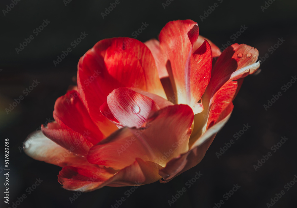 macro photography. isolated flower. flower close-up. beautiful desktop wallpapers. background with a large flower. floral wallpaper. large bright orange tulip macro photography. isolated flower. flower close-up. beautiful desktop wallpapers. background with a large flower. floral wallpaper. large bright orange tulip