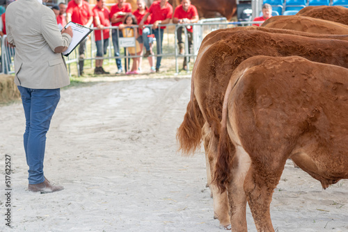 juez ganadero en un concurso de vacas limusinas 