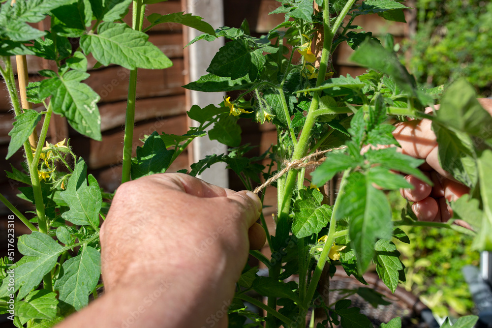 Man tying a tomato plant to a cane with garden string. Grow your own concept