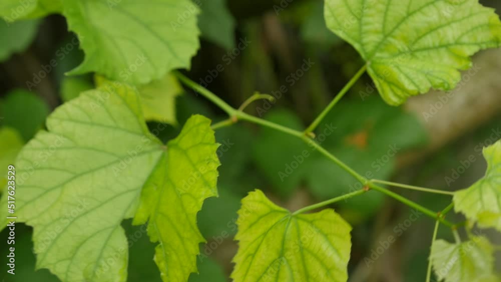 Green grape leaves in summer Green grape leaves in summer
