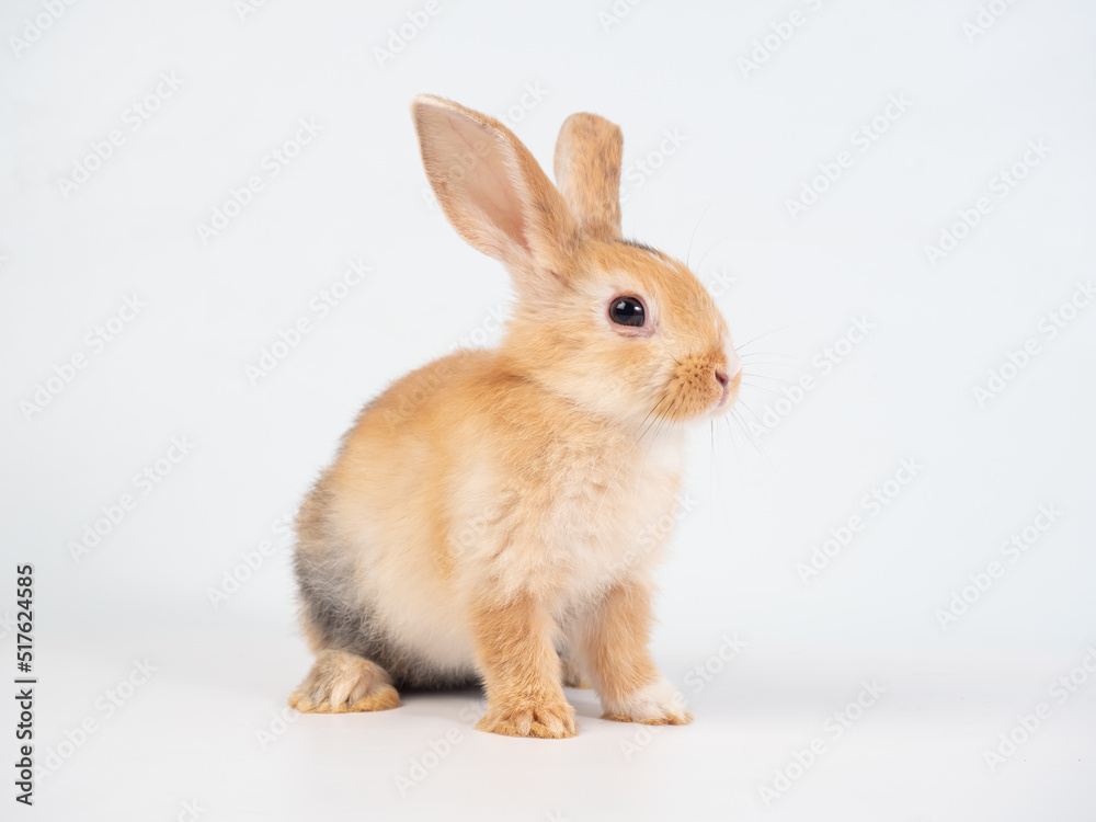 Front view of brown cute rabbit sitting on white background.