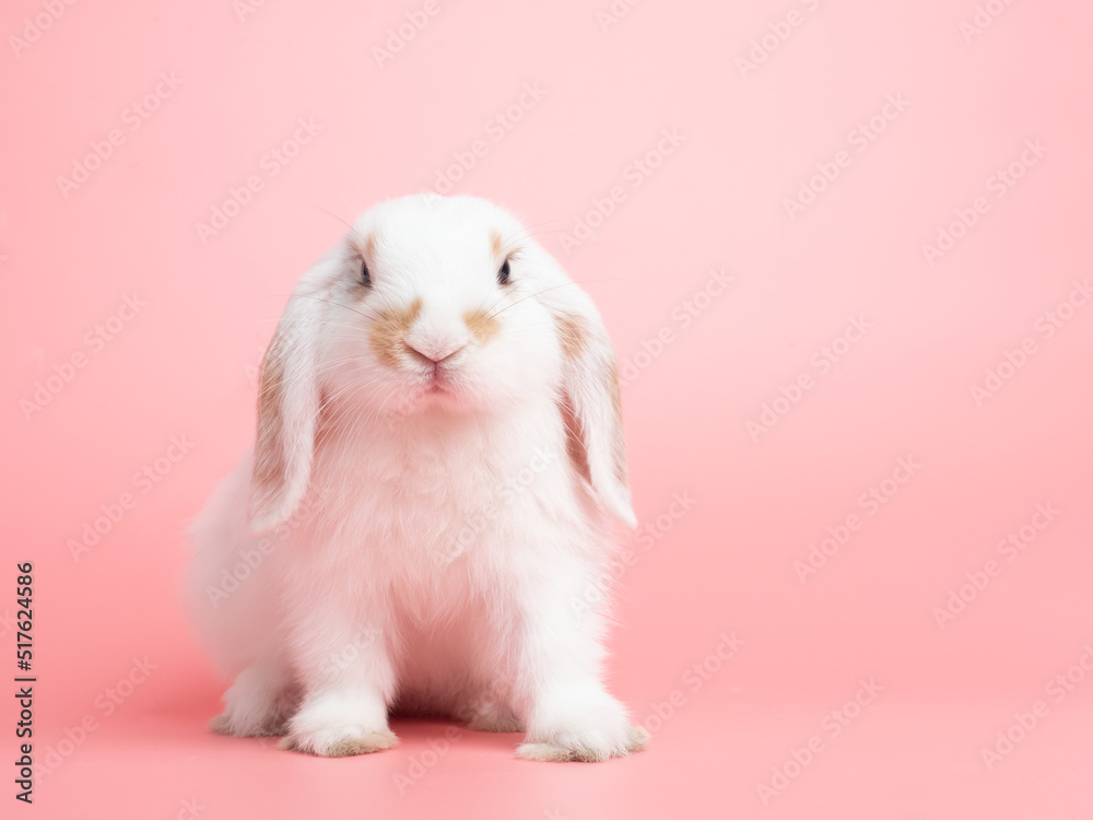 Foto Stock Baby white holland lop rabbit sitting on pink