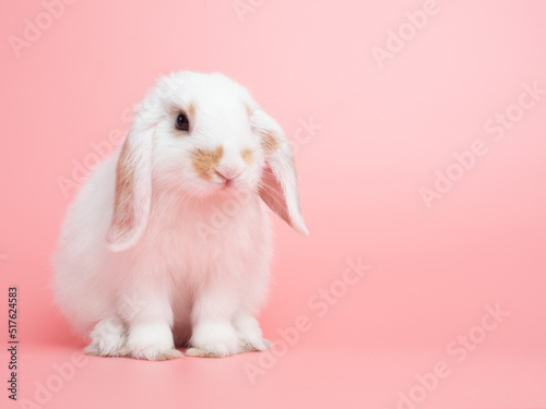 Baby white holland lop rabbit sitting on pink background. Lovely action of young rabbit.