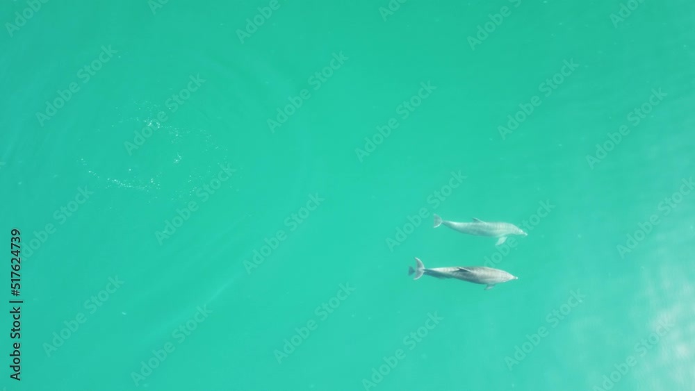 Aerial view of the dolphins slowly swimming in crystal clear calm turquoise waters. Group of endemic marine mammals migrating along coastline as seen from above. Aerial view of the dolphins slowly swimming in crystal clear calm turquoise waters. Group of endemic marine mammals migrating along coastline as seen from above.