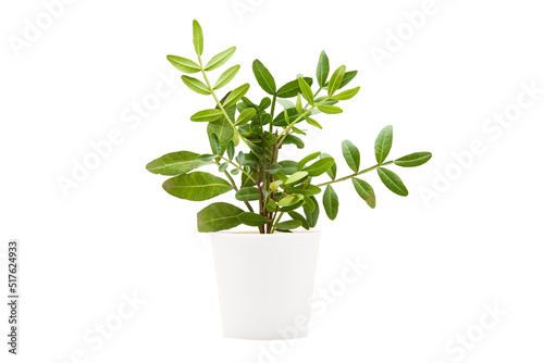 Indoor plant in a white pot on a white background